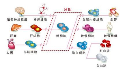 干細(xì)胞注射抗衰老的科學(xué)依據(jù)與應(yīng)用挑戰(zhàn) 如何實(shí)現(xiàn)精準(zhǔn)分化？